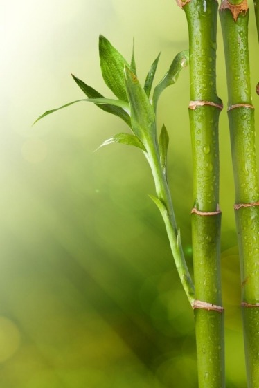 Bamboo plant shoot