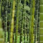 How Eco-Friendly Are Bamboo Products?