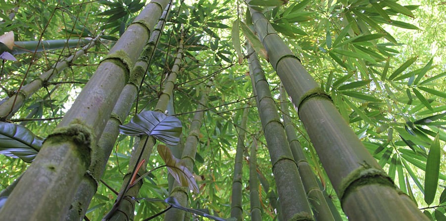 bamboo forest