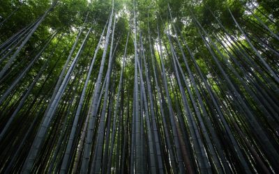 Where Bamboo Is Most Commonly Grown