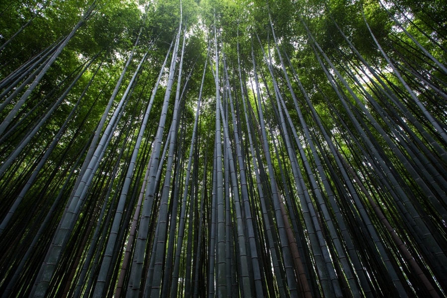 Where Bamboo Is Most Commonly Grown