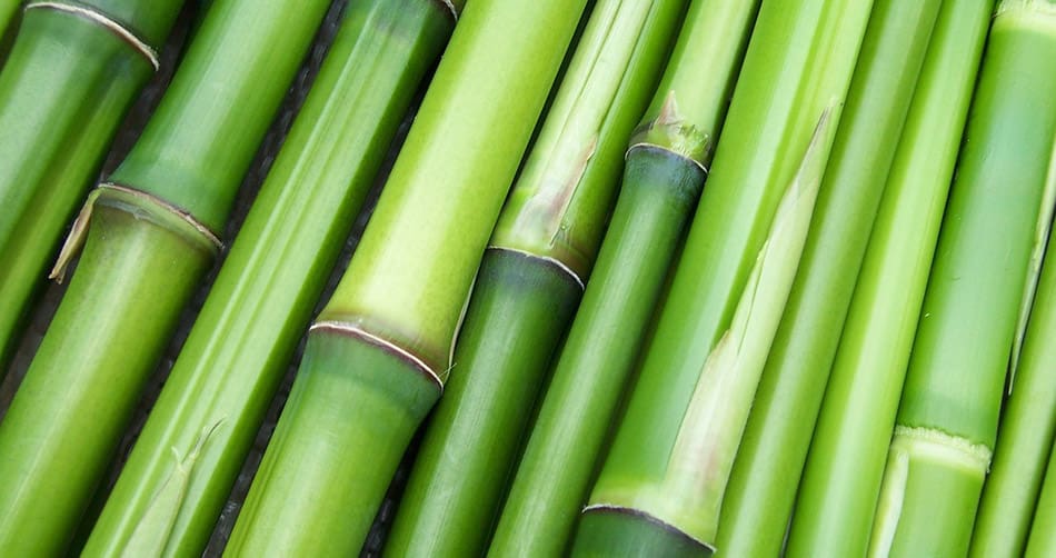 Why Is Bamboo a Sustainable Material?