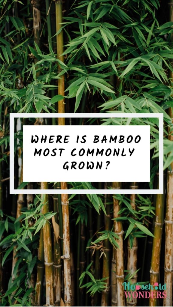 where is bamboo most commonly grown