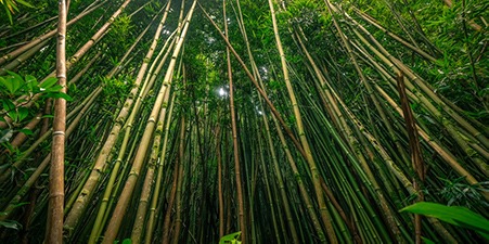 bamboo forest