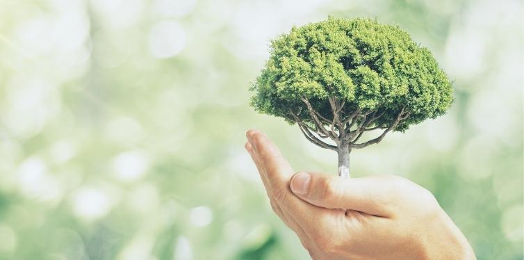Eco-friendly tree in hand