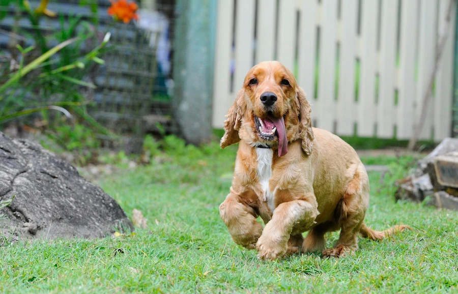 how to be eco-friendly with a dog